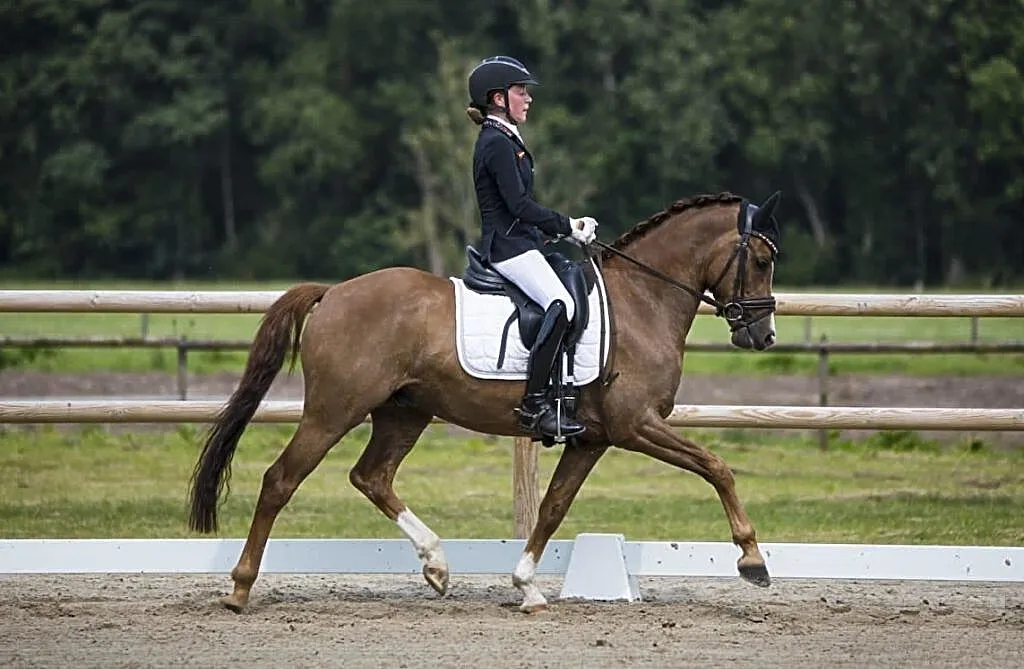 Wybitny kuc ujeżdżeniowy FEI Pony Wałach 6 lat, ,