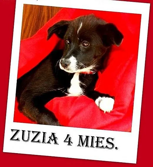 4 mies.szczeniaczek,rezolutna suczka ZUZKA , mazo