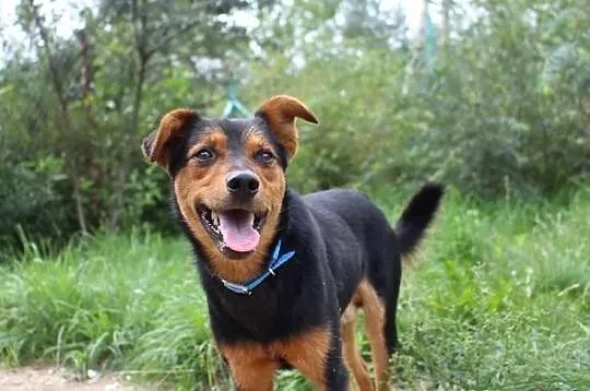 Frodo poleca się do adopcji