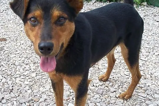 Frodo poleca się do adopcji