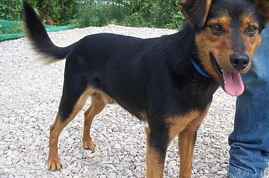 Frodo poleca się do adopcji