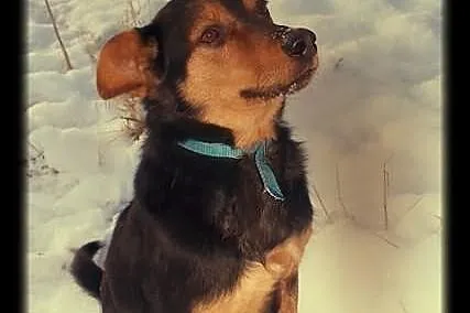 Frodo poleca się do adopcji