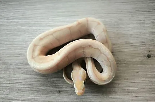 Pyton królewski Banana Enchi Pinstripe, Mazowieckie, Makowiec