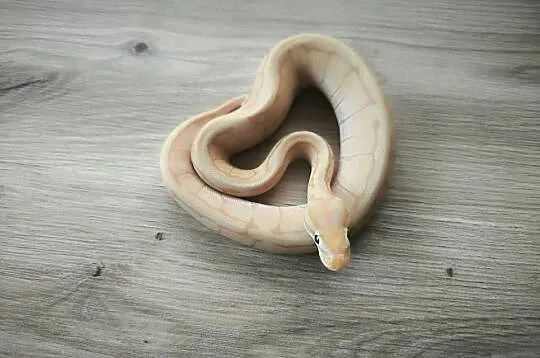 Pyton królewski Banana Enchi Pinstripe, Mazowieckie, Makowiec