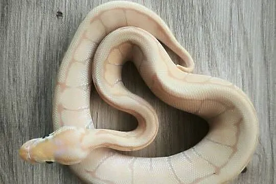 Pyton królewski Banana Enchi Pinstripe, Mazowieckie, Makowiec