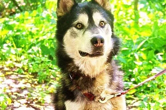 Zefir 3 letni, energiczny, kontaktowy mix alaskan 