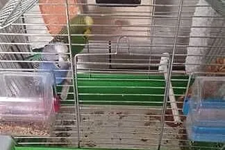 Papugi faliste z klatką