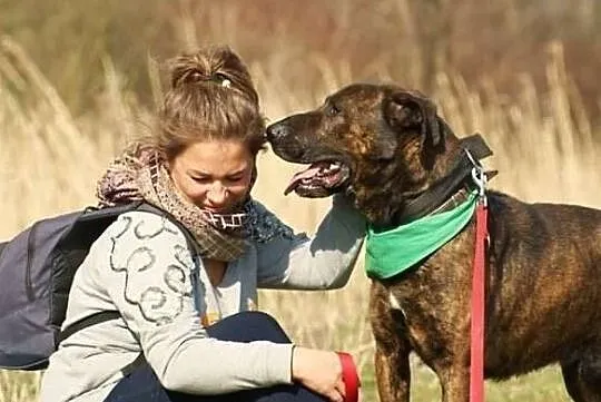 dostojny, wspaniały Roki czeka na dom w schronisku w Buku, Wielkopolskie, Poznań