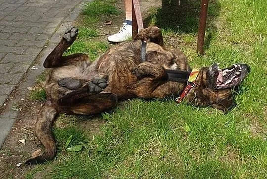 dostojny, wspaniały Roki czeka na dom w schronisku w Buku, Wielkopolskie, Poznań
