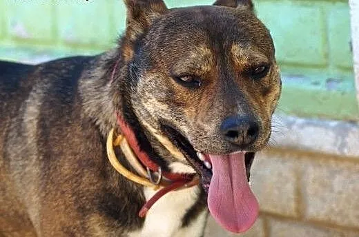 CWANIAK - energiczny, łagodny pies w typie amstaff
