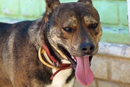 CWANIAK - energiczny, łagodny pies w typie amstaff