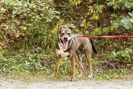 CWANIAK - energiczny, łagodny pies w typie amstaff