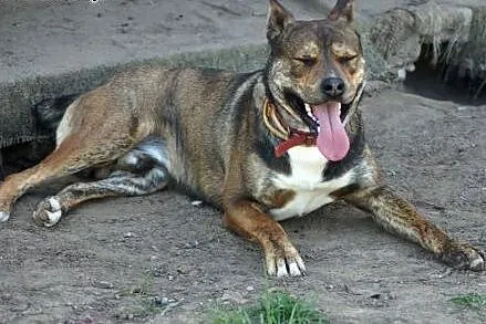 CWANIAK - energiczny, łagodny pies w typie amstaff