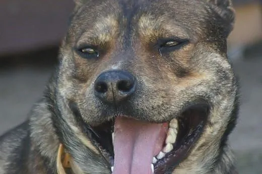 CWANIAK - energiczny, łagodny pies w typie amstaff
