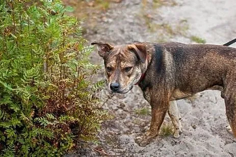 CWANIAK - energiczny, łagodny pies w typie amstaff