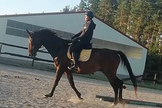 Sprzedam wałacha