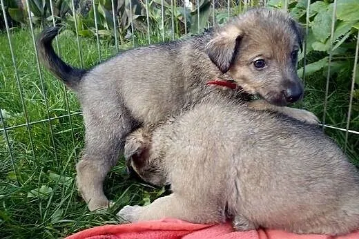 Banda siedmiorga szuka domu,  śląskie Katowice