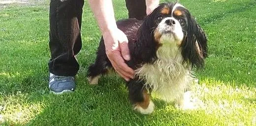Cavalierka Megi, Lampo w typie jack russell i kotk