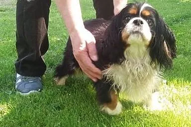 Cavalierka Megi, Lampo w typie jack russell i kotk