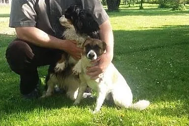 Cavalierka Megi, Lampo w typie jack russell i kotk