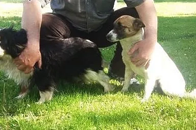 Cavalierka Megi, Lampo w typie jack russell i kotk