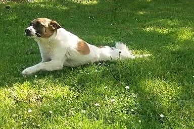 Cavalierka Megi, Lampo w typie jack russell i kotk