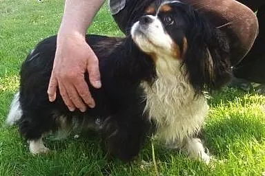 Cavalierka Megi, Lampo w typie jack russell i kotk