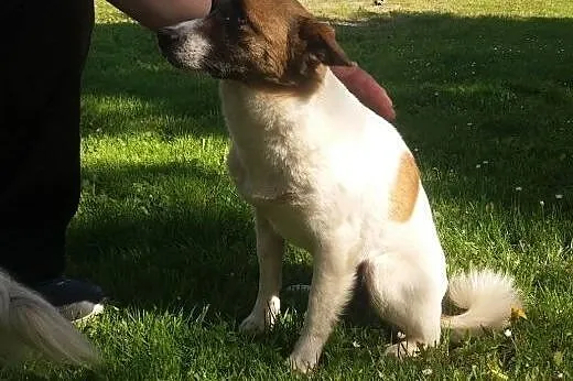 Cavalierka Megi, Lampo w typie jack russell i kotk