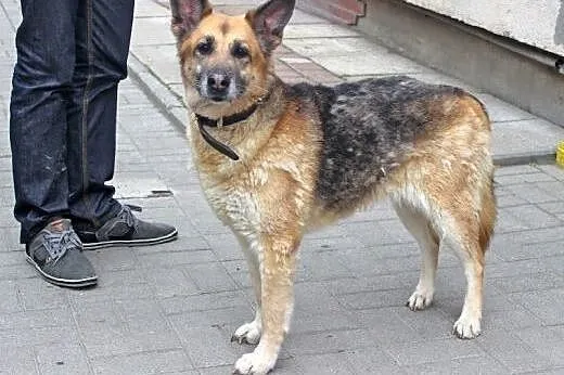 KANIA piękna sunia owczarek, czy ktoś ją pokocha?,
