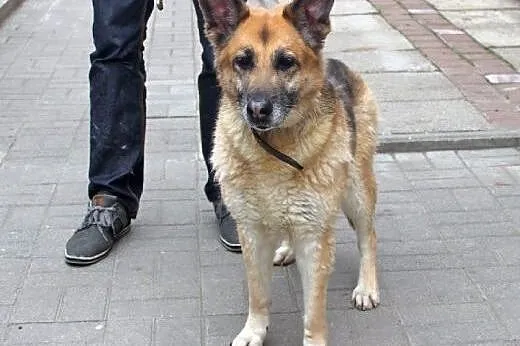 KANIA piękna sunia owczarek, czy ktoś ją pokocha?,