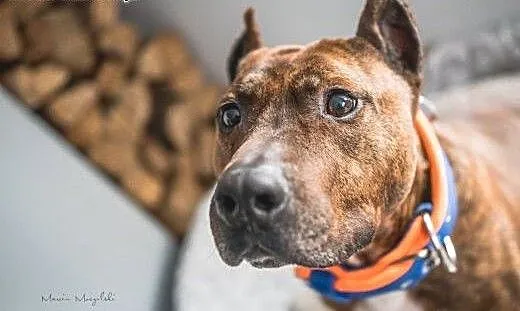 LUX z klasą do adopcji - Amstaff , mazowieckie Wa