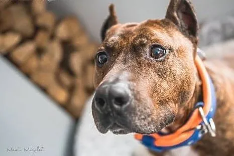 LUX z klasą do adopcji - Amstaff ,  mazowieckie Wa