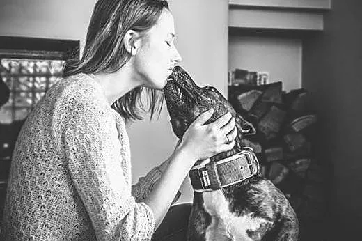 LUX z klasą do adopcji - Amstaff ,  mazowieckie Wa