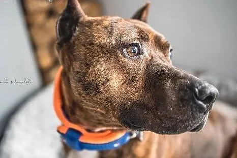 LUX z klasą do adopcji - Amstaff ,  mazowieckie Wa
