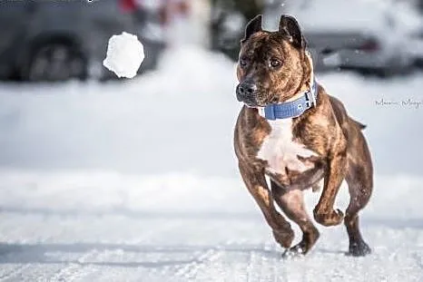 LUX z klasą do adopcji - Amstaff ,  mazowieckie Wa