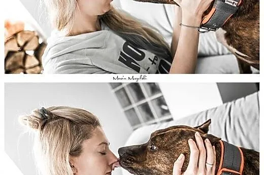 LUX z klasą do adopcji - Amstaff ,  mazowieckie Wa