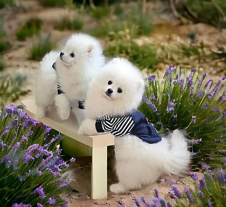 Biały Pomeranian - Do odbioru - Puchaty MIŚ ! Rodowód - Umowa - MICROCHIP, Opolskie, Opole