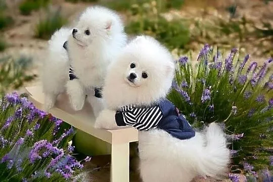 Biały Pomeranian - Do odbioru - Puchaty MIŚ ! Rodowód - Umowa - MICROCHIP, Opolskie, Opole