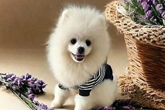 Biały Pomeranian - Do odbioru - Puchaty MIŚ ! Rodowód - Umowa - MICROCHIP, Opolskie, Opole