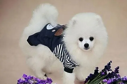 Biały Pomeranian - Do odbioru - Puchaty MIŚ ! Rodowód - Umowa - MICROCHIP, Opolskie, Opole