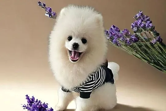 Biały Pomeranian - Do odbioru - Puchaty MIŚ ! Rodowód - Umowa - MICROCHIP, Opolskie, Opole