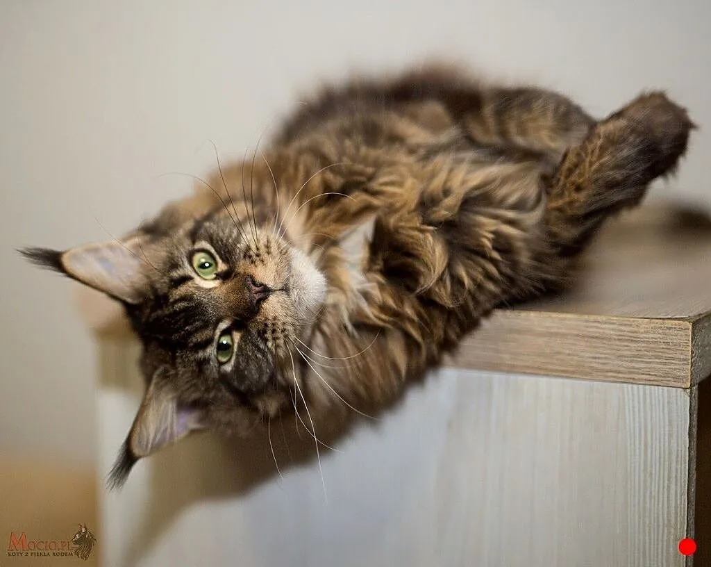 Olbrzymia koteczka Maine coon, Mazowieckie, Warszawa