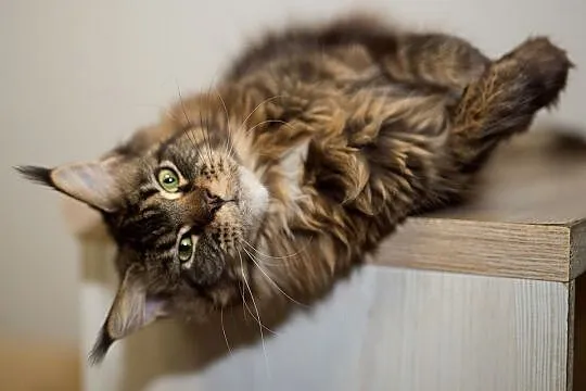 Olbrzymia koteczka Maine coon, Mazowieckie, Warszawa
