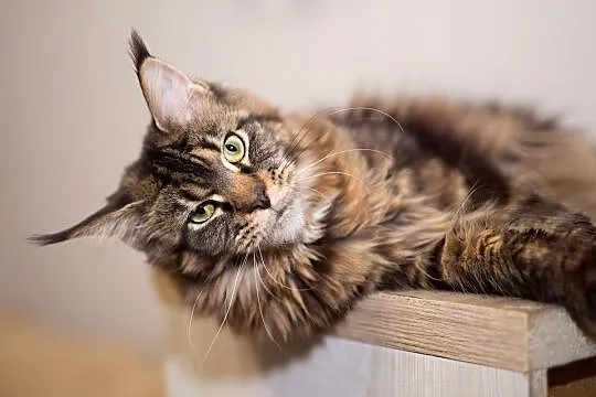 Olbrzymia koteczka Maine coon, Mazowieckie, Warszawa