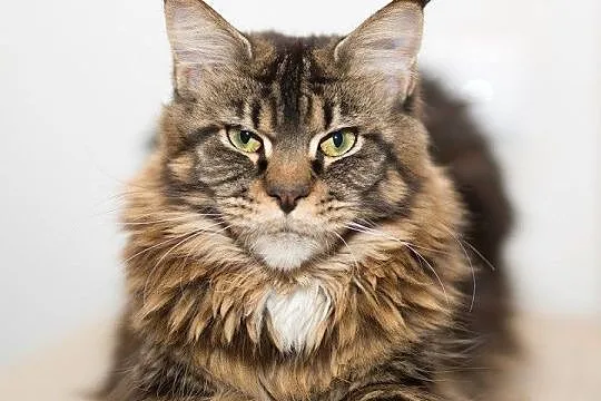 Olbrzymia koteczka Maine coon, Mazowieckie, Warszawa