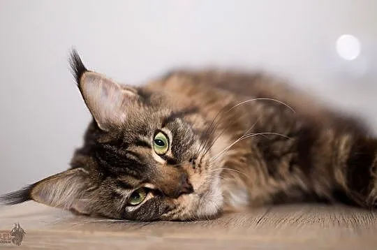 Olbrzymia koteczka Maine coon, Mazowieckie, Warszawa