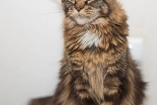 Olbrzymia koteczka Maine coon, Mazowieckie, Warszawa