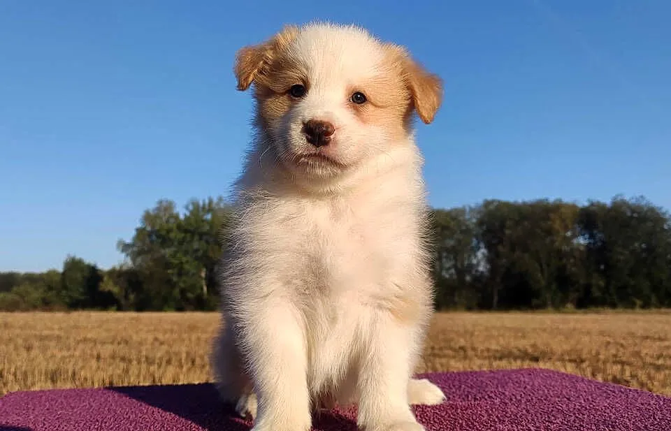 BORDER COLLIE - Samiec / Pies ee-red z hodowli WIĄZ, Podkarpackie, Iwonicz
