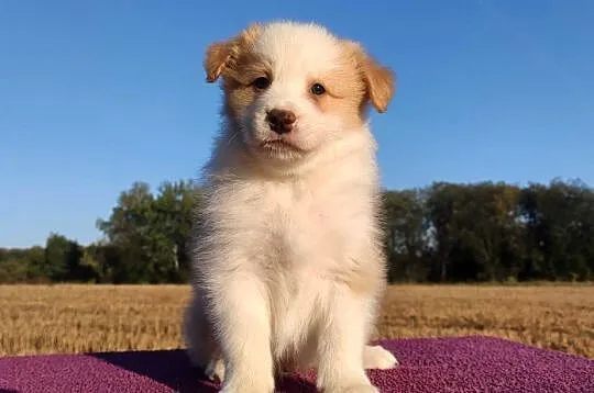 BORDER COLLIE - Samiec / Pies ee-red z hodowli WIĄZ, Podkarpackie, Iwonicz