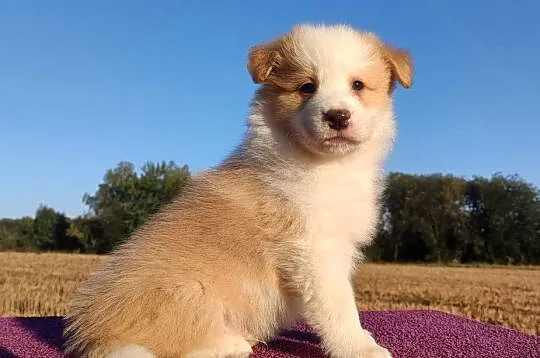 BORDER COLLIE - Samiec / Pies ee-red z hodowli WIĄZ, Podkarpackie, Iwonicz